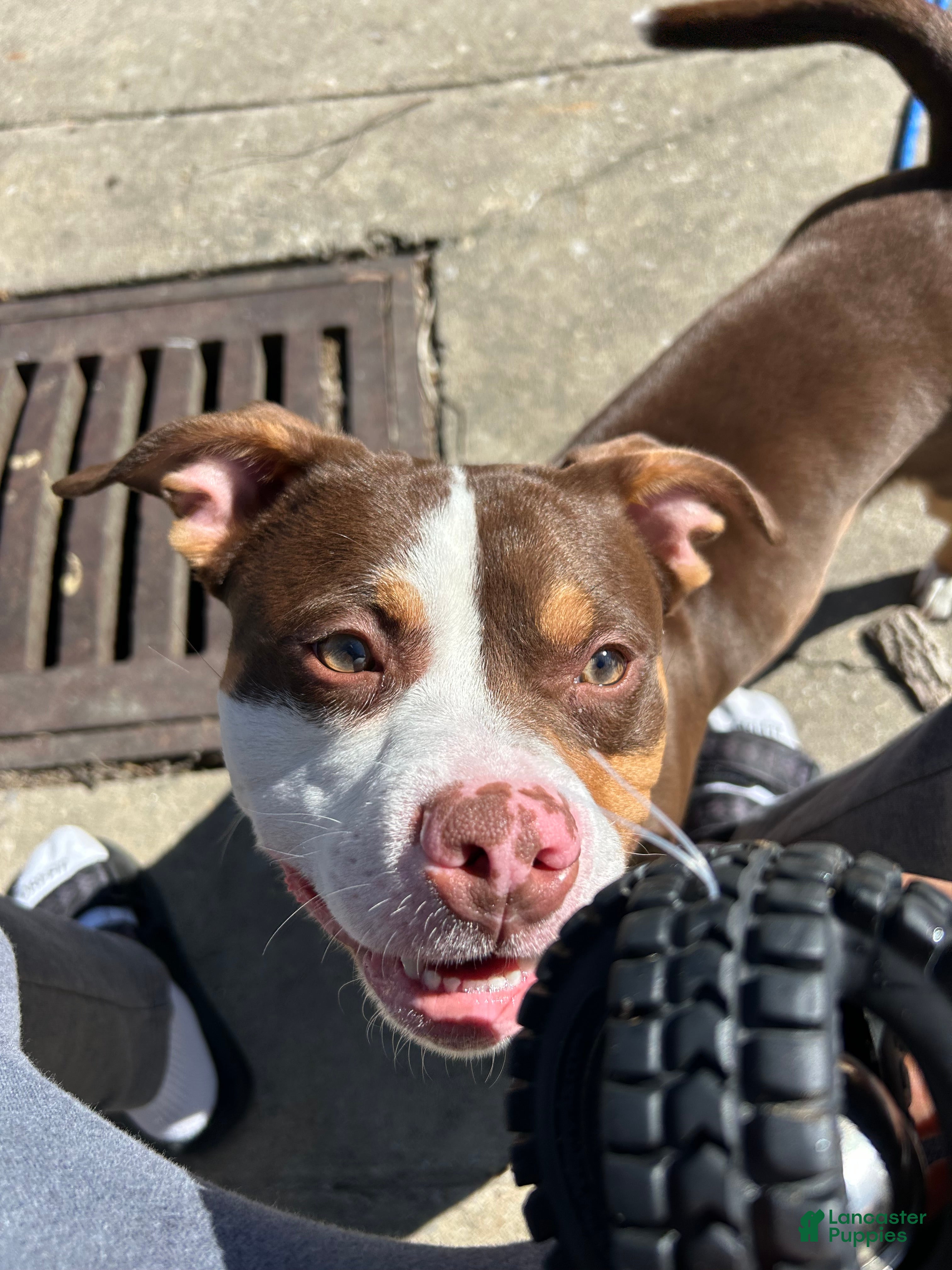 American Pit Bull Terrier dogs American Pit Bull Terrier Puppy 1 - Ad 1