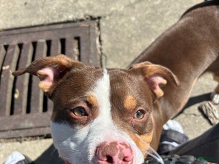 American Pit Bull Terrier dogs - Ad 14