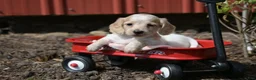 Miniature Dachshund dogs for sale: Vallory - Ad 7