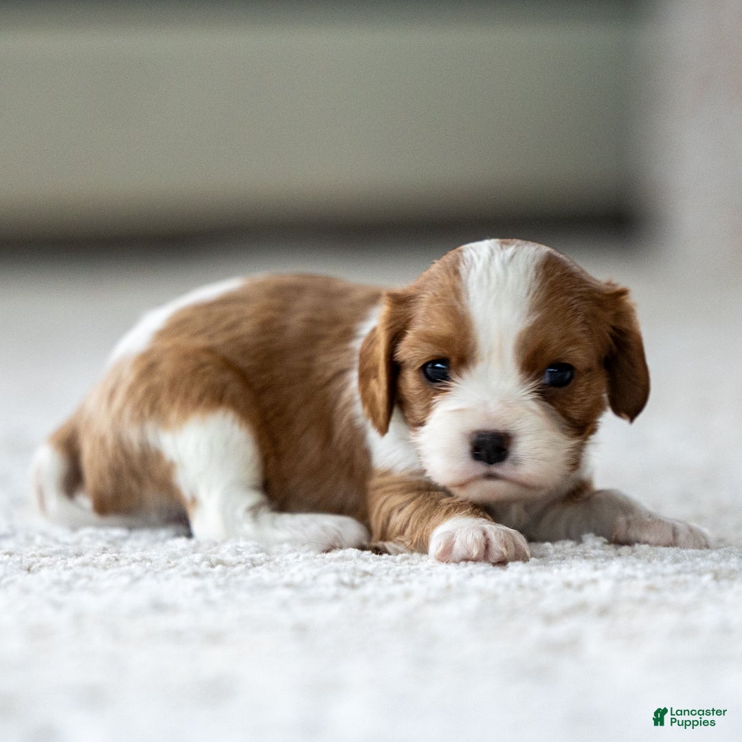 Cavalier King Charles Spaniel dogs for sale: Millie the Cavalier King Charles Spaniel - Ad 1