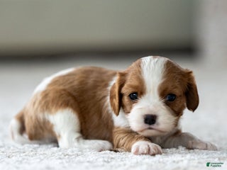 Cavalier King Charles Spaniel dogs for sale: Millie the Cavalier King Charles Spaniel - Ad 4