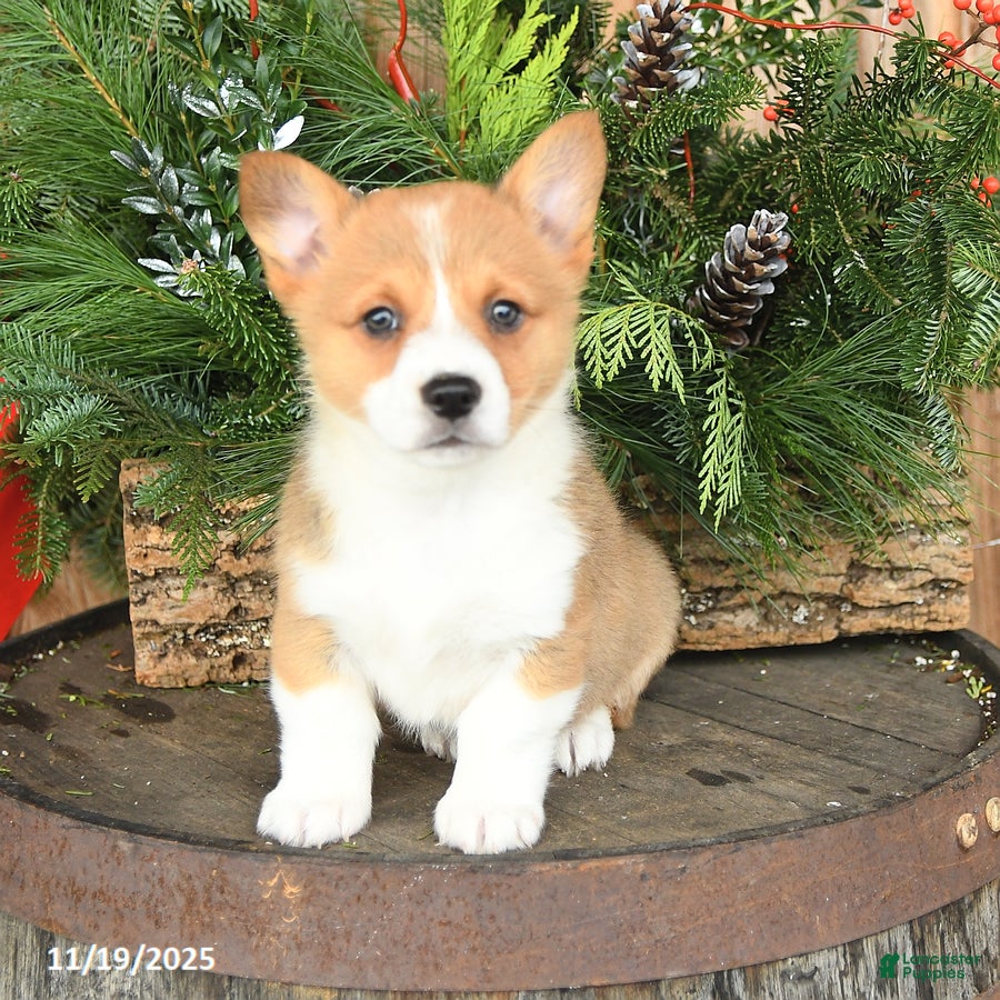 Welsh Corgi Pembroke dogs Archie - Ad 23