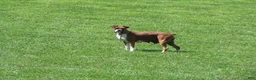 Boxer dogs for sale: Forrest - Ad 7