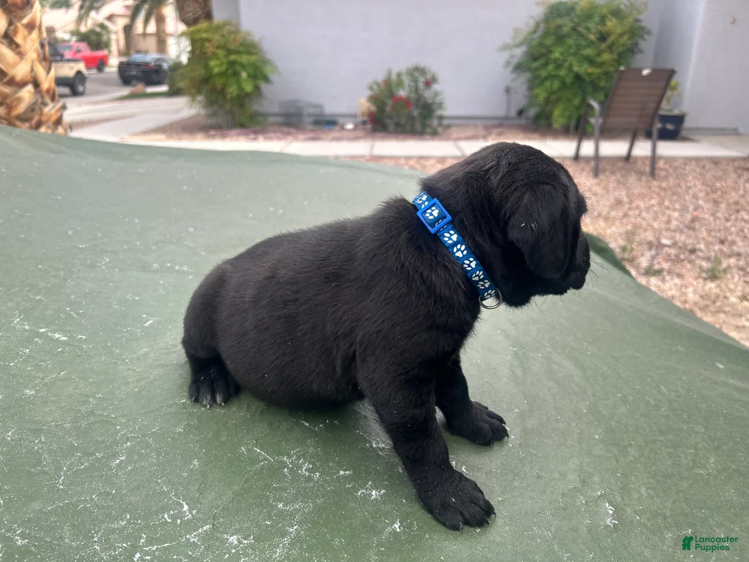 Cane Corso dogs for sale: Cane Corso Puppy 6 - Ad 1