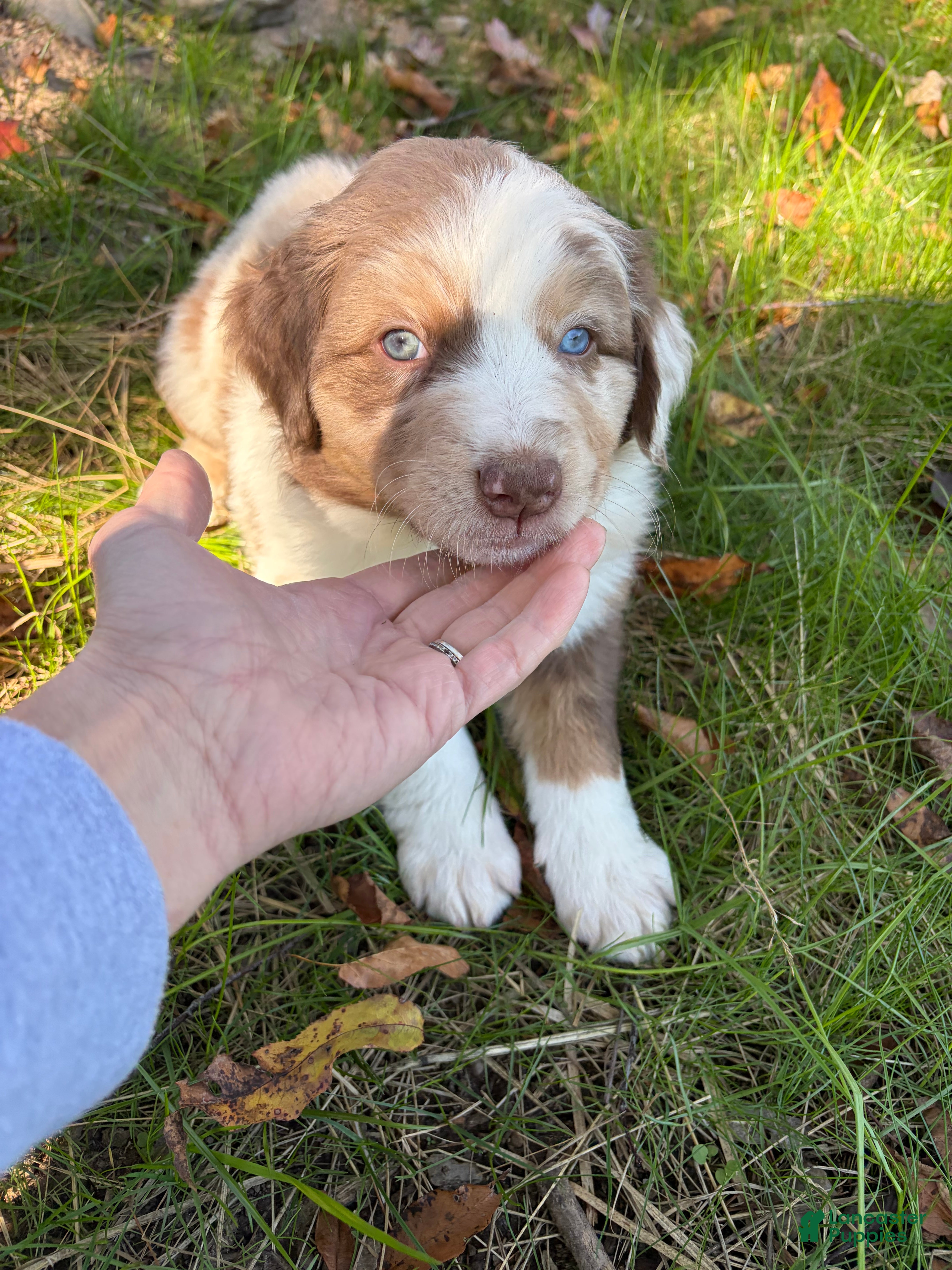 Australian Shepherd dogs for sale: Beau - Ad 33