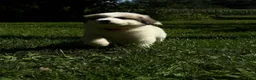 Great Pyrenees dogs for sale: Great Pyrenees pup - Ad 15