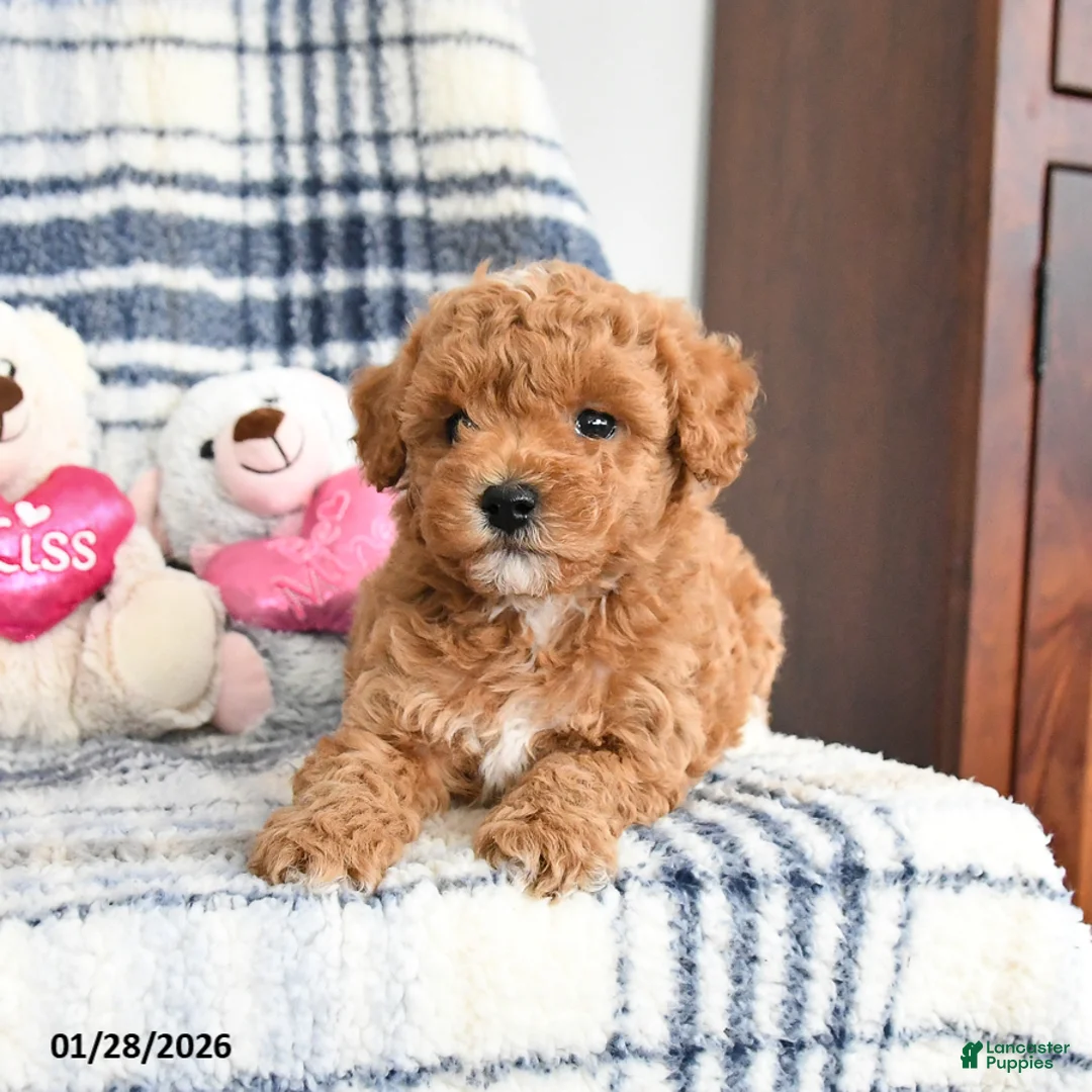 Havapoo dogs for sale: Tango - Ad 1