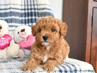 Havapoo dogs Tango - Ad 33