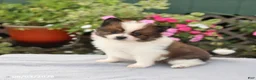 Pomeranian dogs for sale: Twinkie - Ad 4