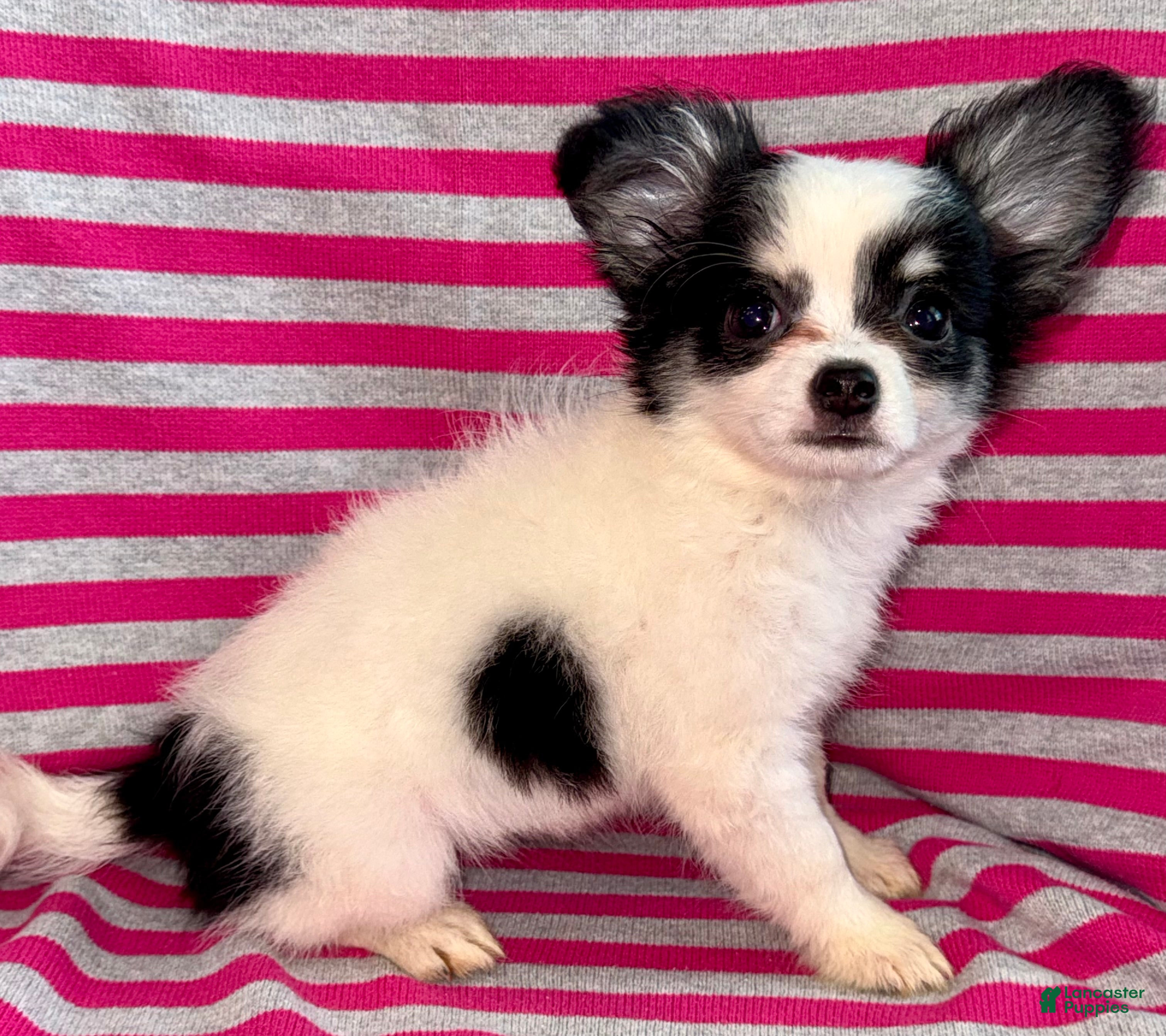 Chihuahua dogs Oreo  - Ad 2