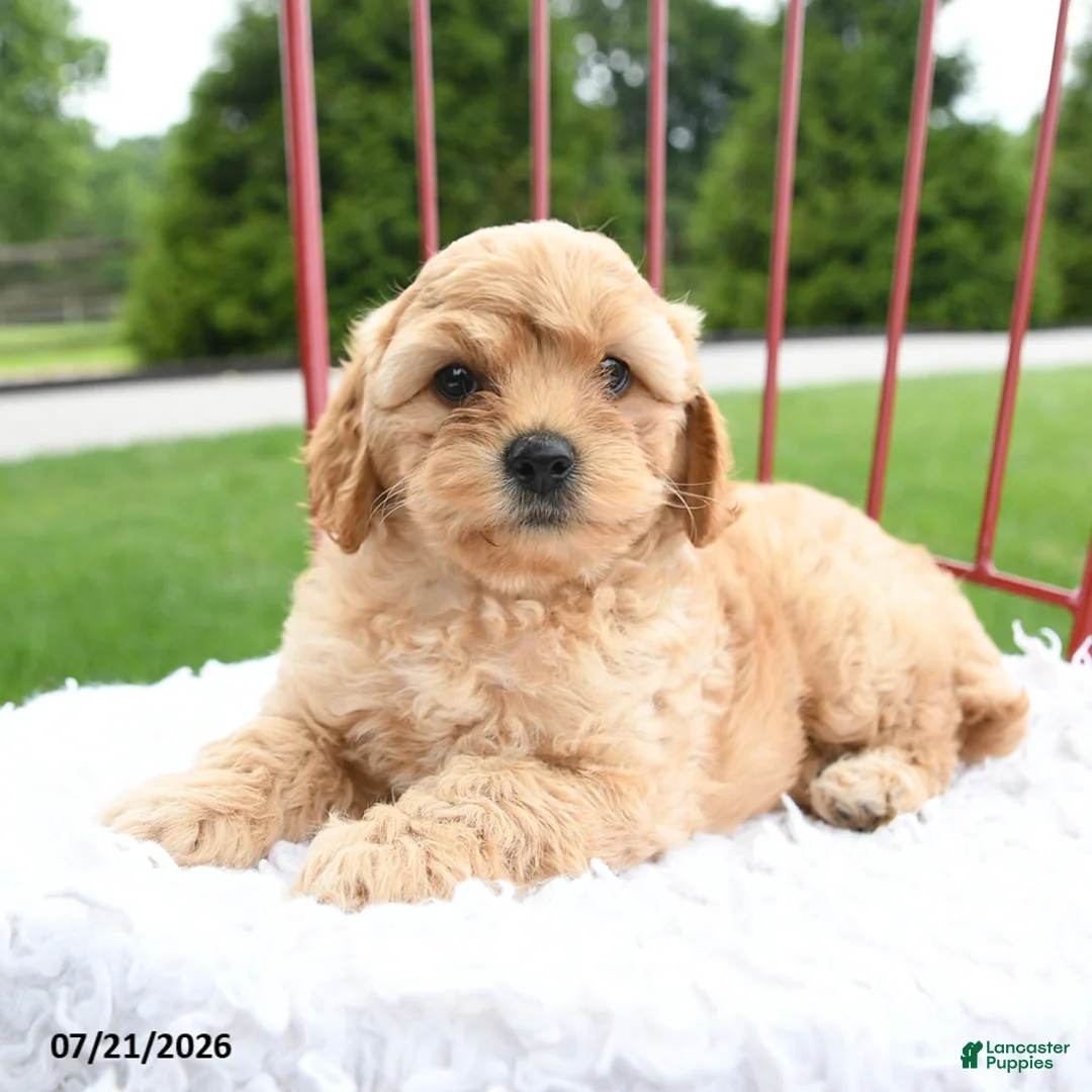Cockapoo dogs for sale: Zion - Ad 5