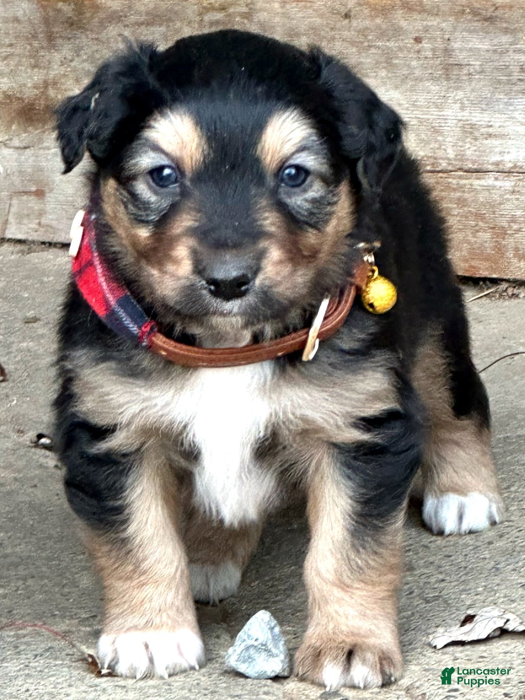 Miniature Australian Shepherd dogs for sale: Flurry - Ad 6