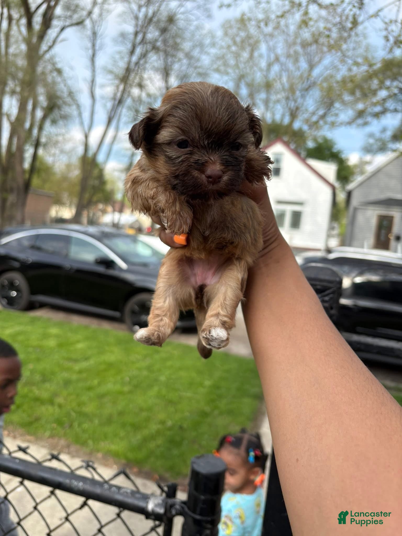 Shih Tzu dogs Shih Tzu Puppy 1 - Ad 35