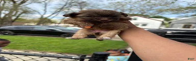 Shih Tzu Puppy 1