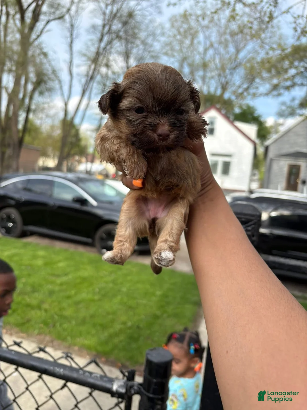 Shih Tzu dogs for sale: Shih Tzu Puppy 1 - Ad 1