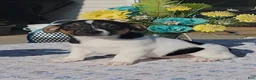 Jack Russell Terrier dogs for sale: Chocolate - Ad 4
