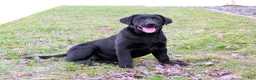 Labrador Retriever dogs for sale: Leah - Ad 4