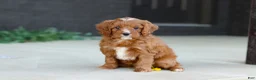 Cavapoo dogs for sale: Mr. Bentley - Ad 5