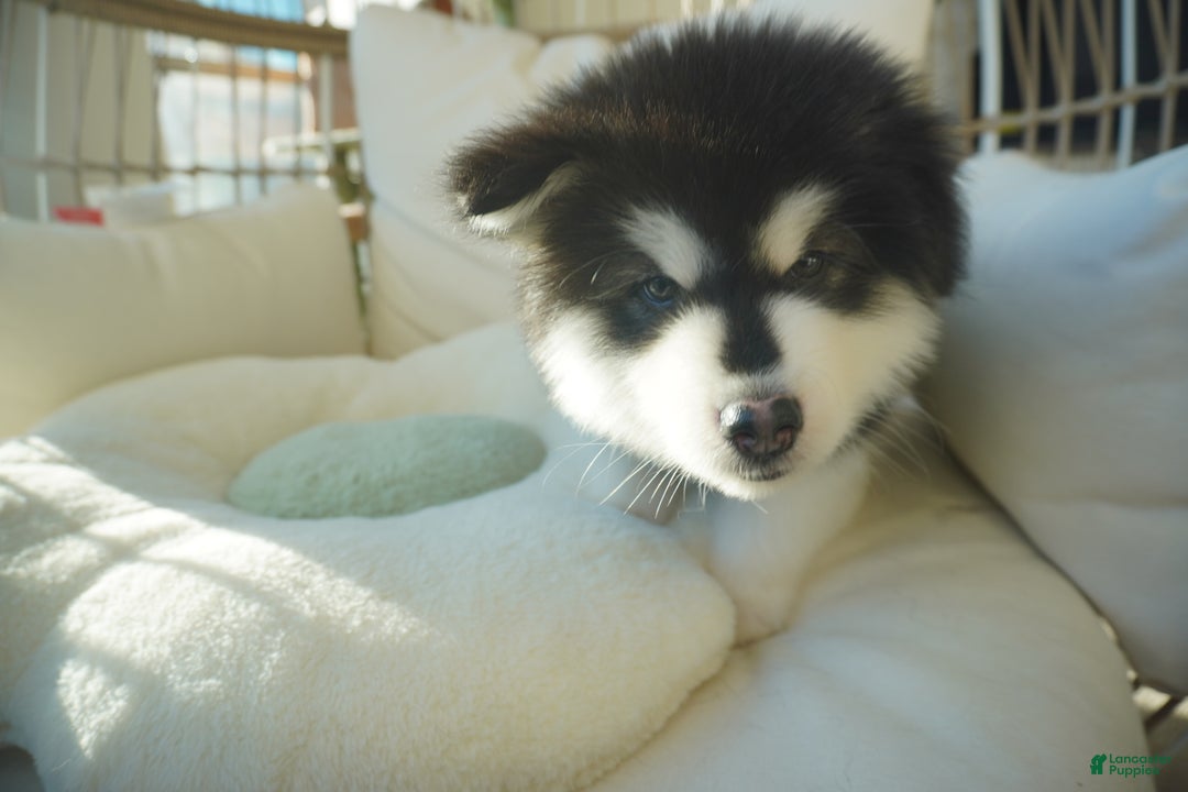 Alaskan Malamute dogs for sale: Xiao Zi - Ad 6