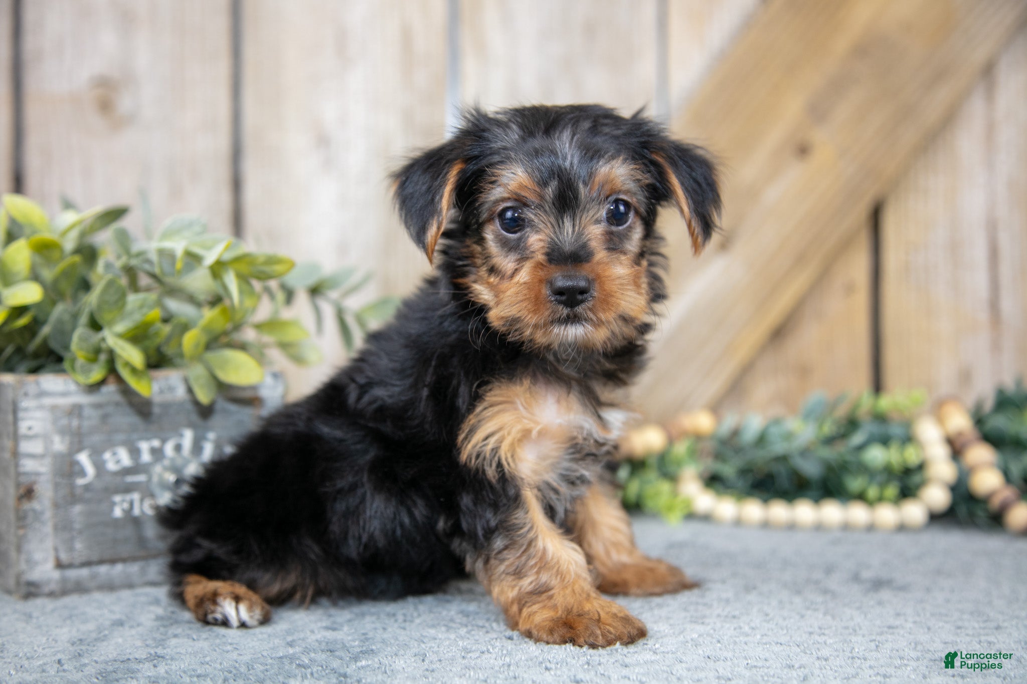 Yorkshire Terrier dogs Micky - Ad 7