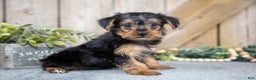 Yorkshire Terrier dogs for sale: Micky - Ad 1