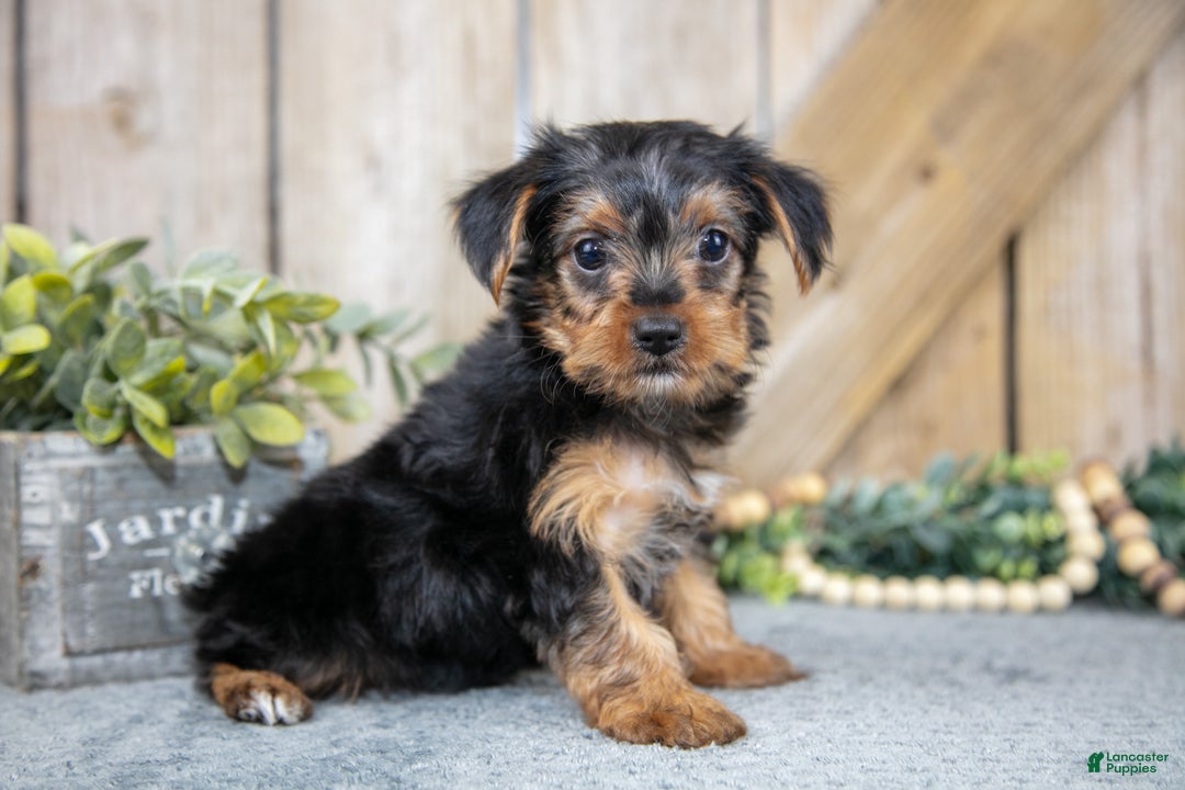 Yorkshire Terrier dogs for sale: Micky - Ad 1