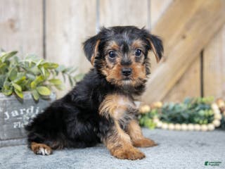 Yorkshire Terrier dogs Micky - Ad 34
