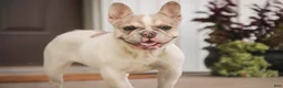 French Bulldog dogs for sale: Juliet - Ad 1