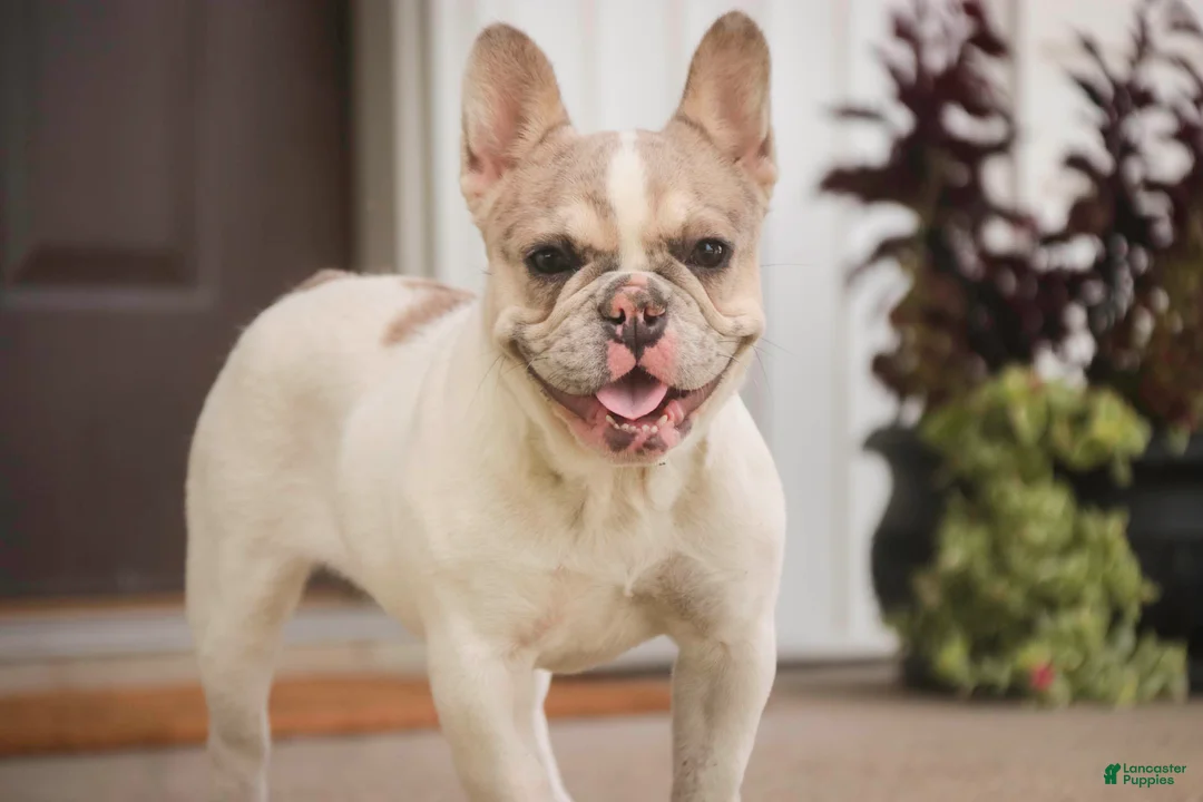 French Bulldog dogs for sale: Juliet - Ad 1