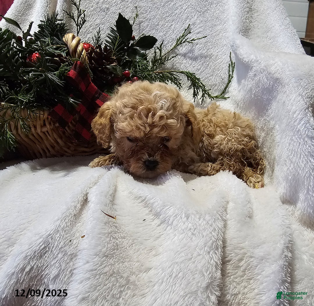 Havapoo dogs for sale: Snappy - Ad 2