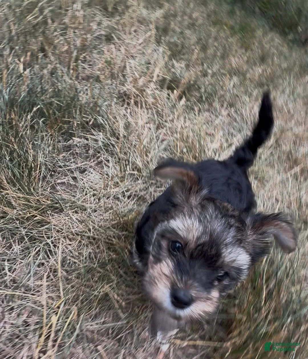 Yorkiepoo dogs for sale: Venus - Ad 1