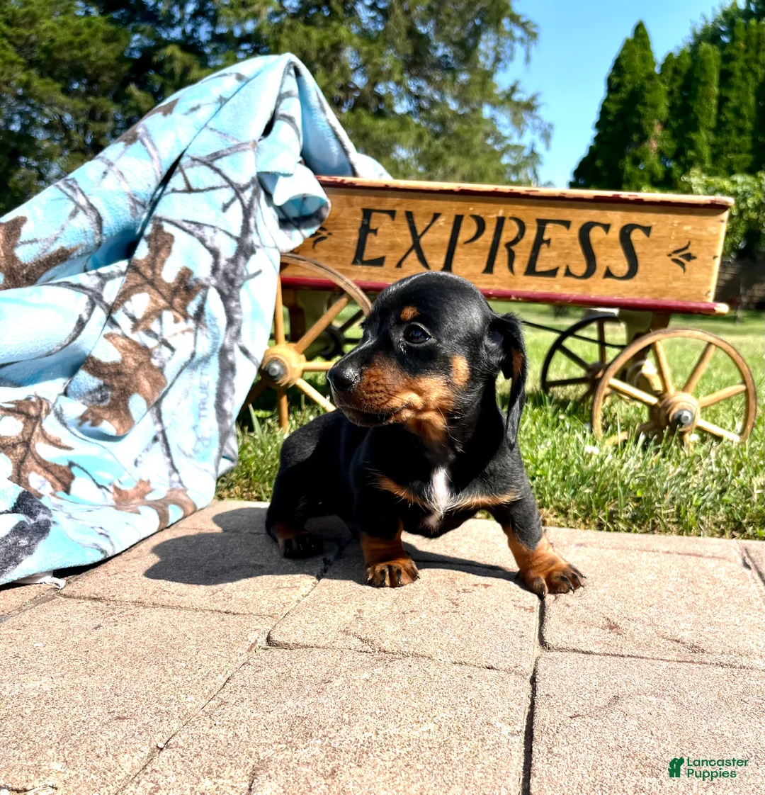 Dachshund dogs for sale: Charlie❤️AKC Registered🐾Text to schedule a playdate - Ad 3