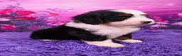 Mini Bernedoodle dogs for sale: Ozzy - Ad 2