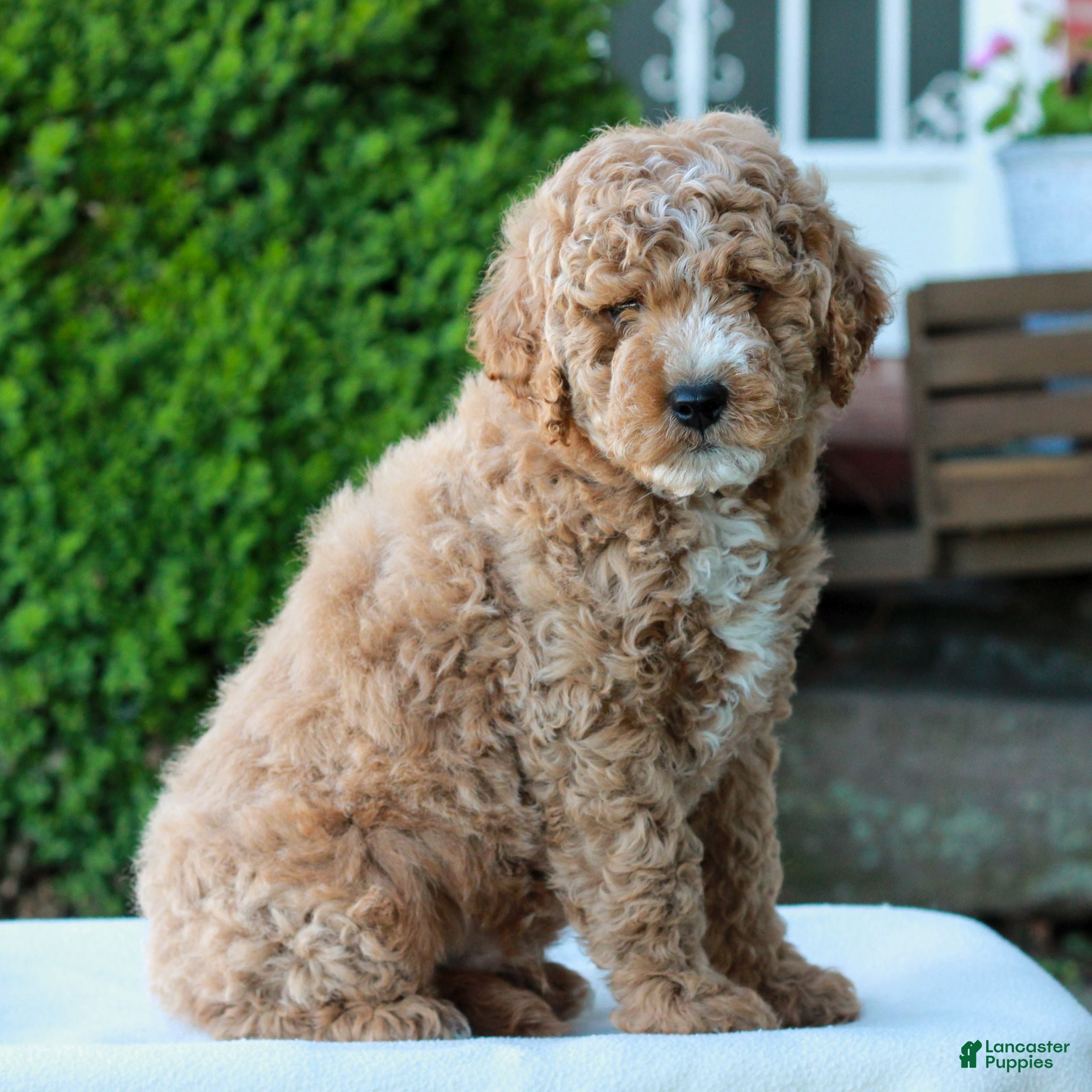 Mini Goldendoodle dogs Luke  - Ad 2