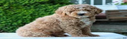 Mini Goldendoodle dogs for sale: Luke  - Ad 2