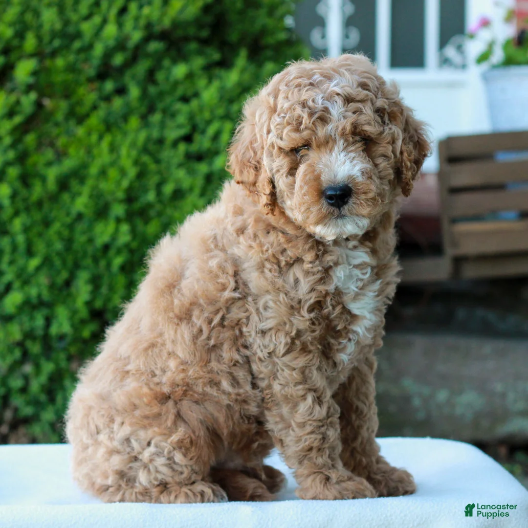 Mini Goldendoodle dogs for sale: Luke  - Ad 2