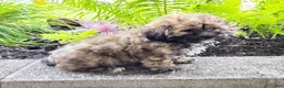 Teddy Bear dogs for sale: Tucker - Ad 1