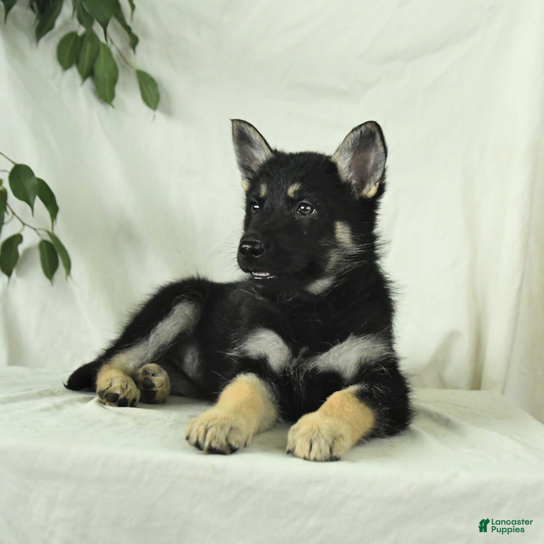 Gerberian Shepsky dogs for sale: Muffin - Ad 6