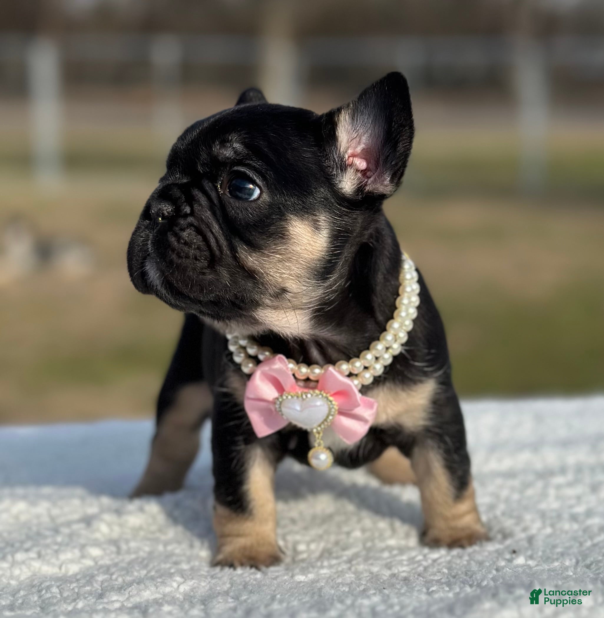 French Bulldog dogs Cartier - Ad 21