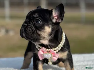 French Bulldog dogs Cartier - Ad 21