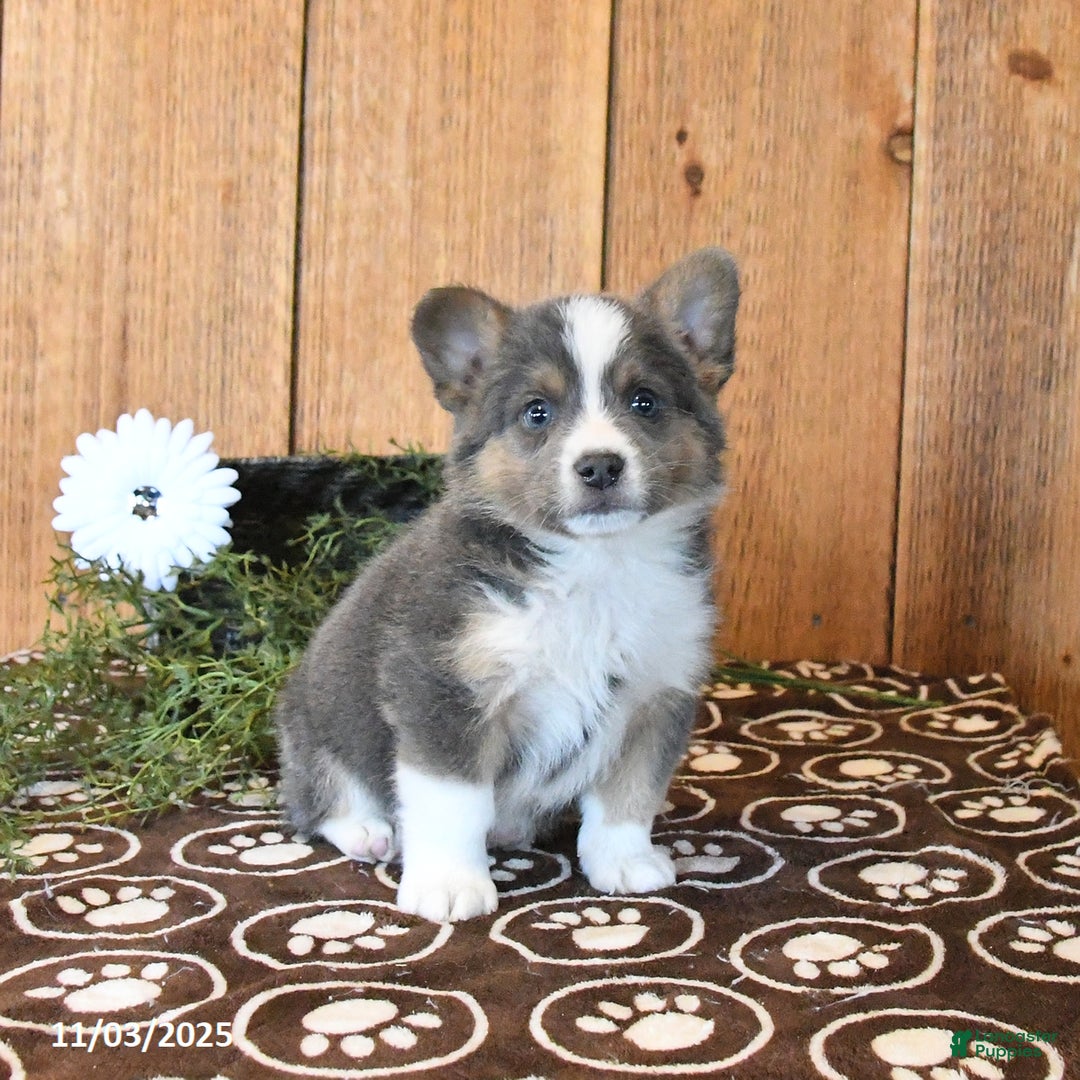 Mixed Breed dogs for sale: Noah - Ad 3