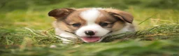 Welsh Corgi Pembroke dogs for sale: Buzz - Ad 8