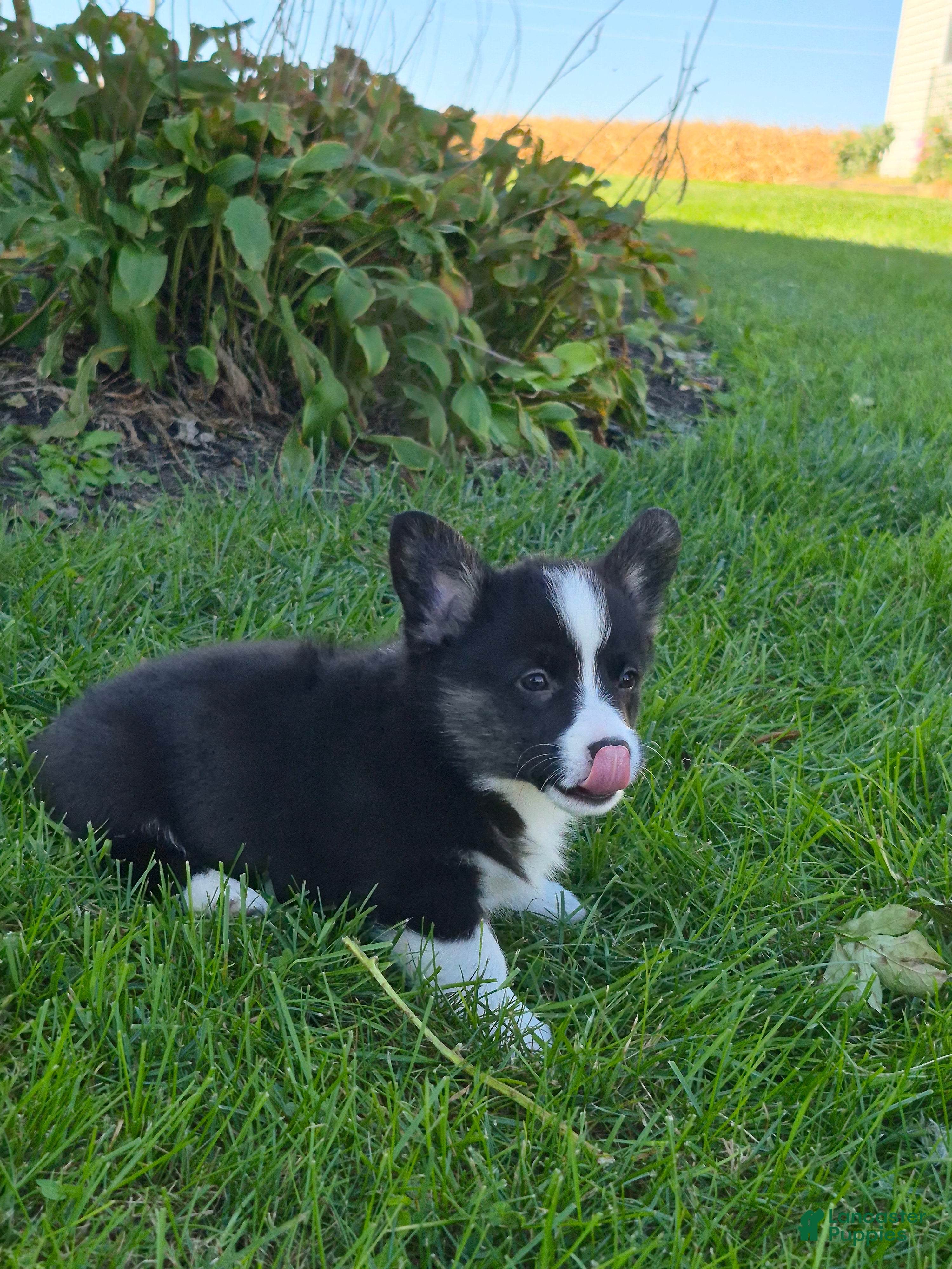 Welsh Corgi Pembroke dogs for sale: Sophie - Ad 2