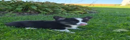 Welsh Corgi Pembroke dogs for sale: Sophie - Ad 4