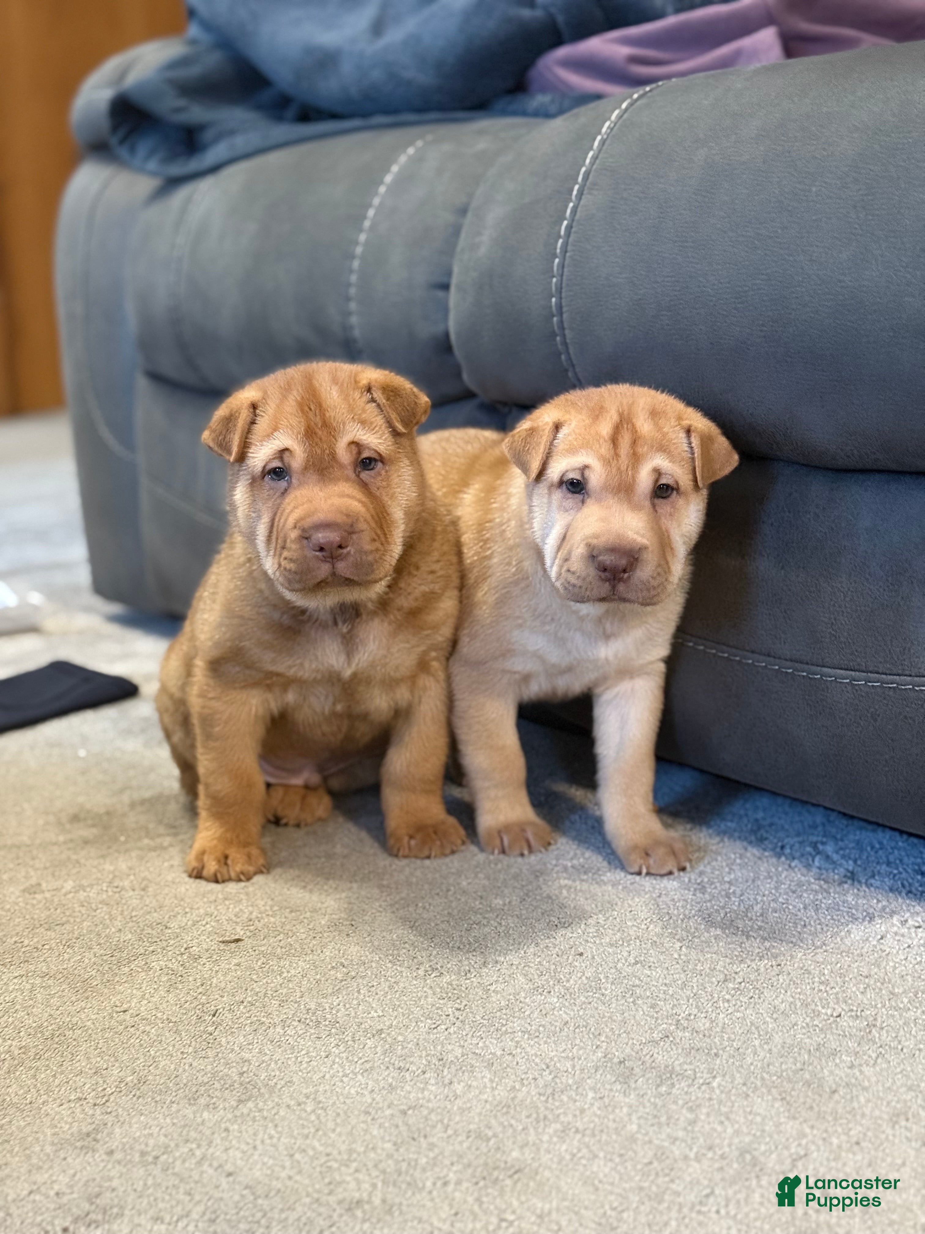 Mixed Breed dogs Fargo - Ad 2
