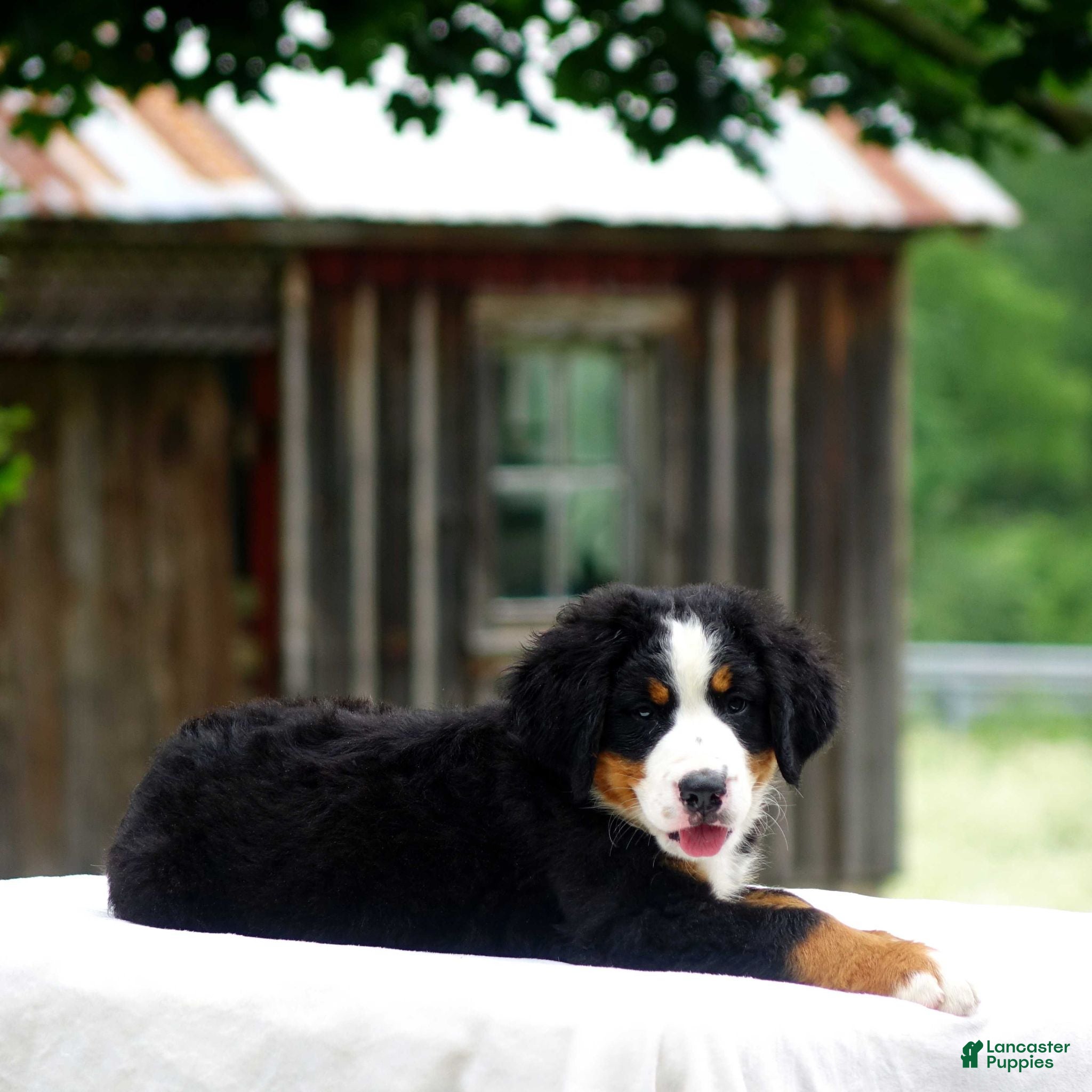 Bernese Mountain Dog dogs Benjie - Ad 30
