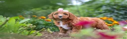 Cavapoo dogs for sale: Dixie - Ad 9
