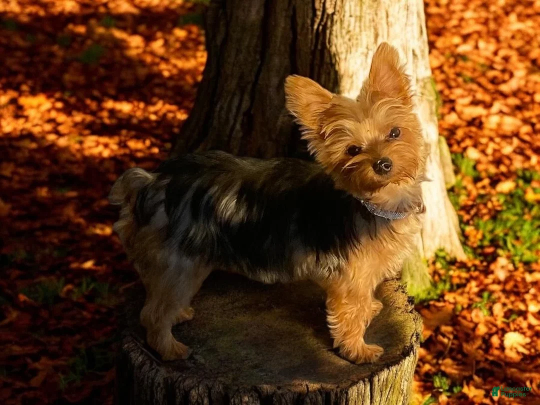 Yorkshire Terrier dogs for sale: Penny  - Ad 13