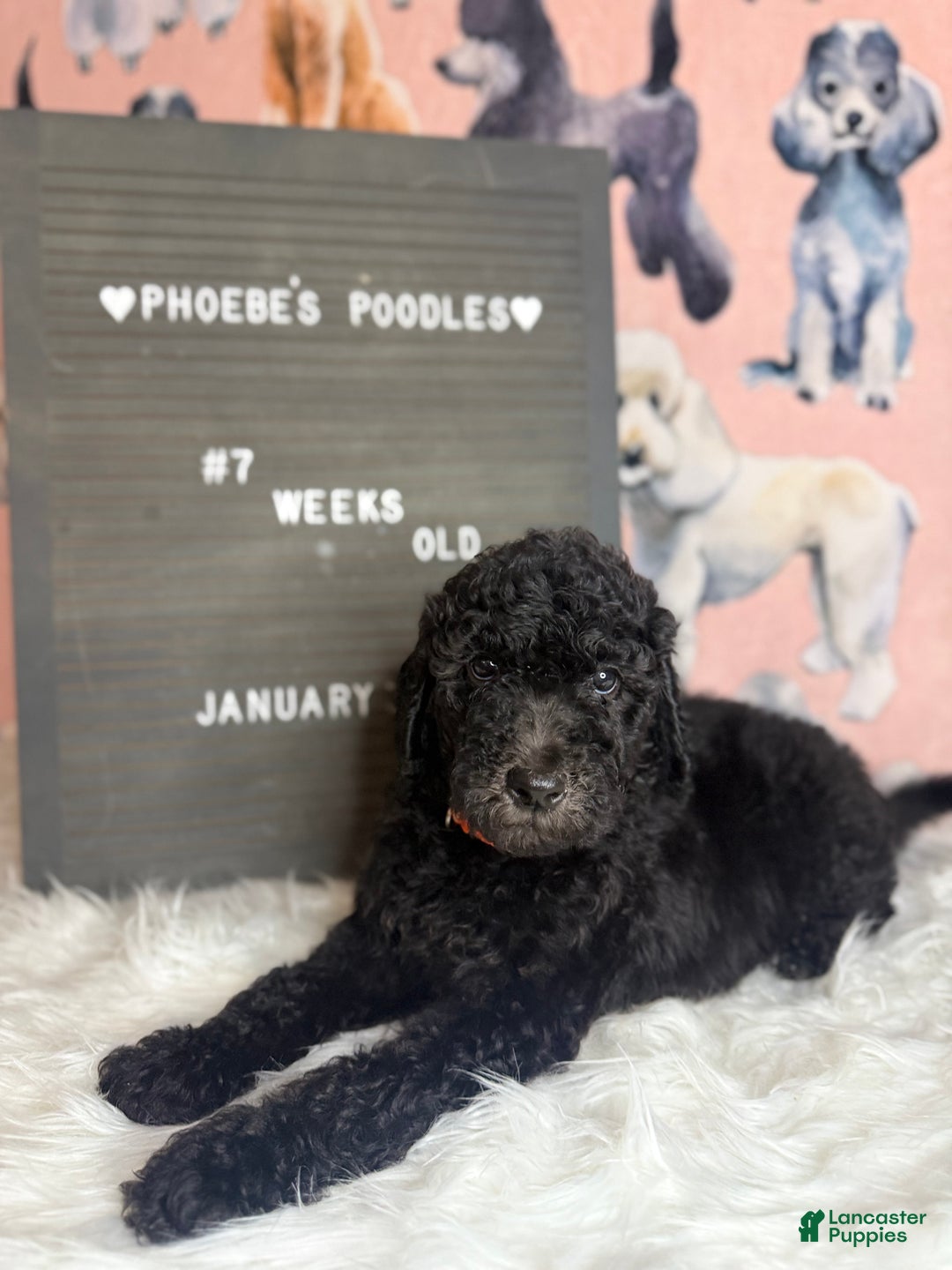 Standard Poodle dogs for sale: Standard Poodle Puppy 4 - Ad 2