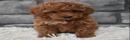 Toy Poodle dogs for sale: Cupcake  - Ad 3